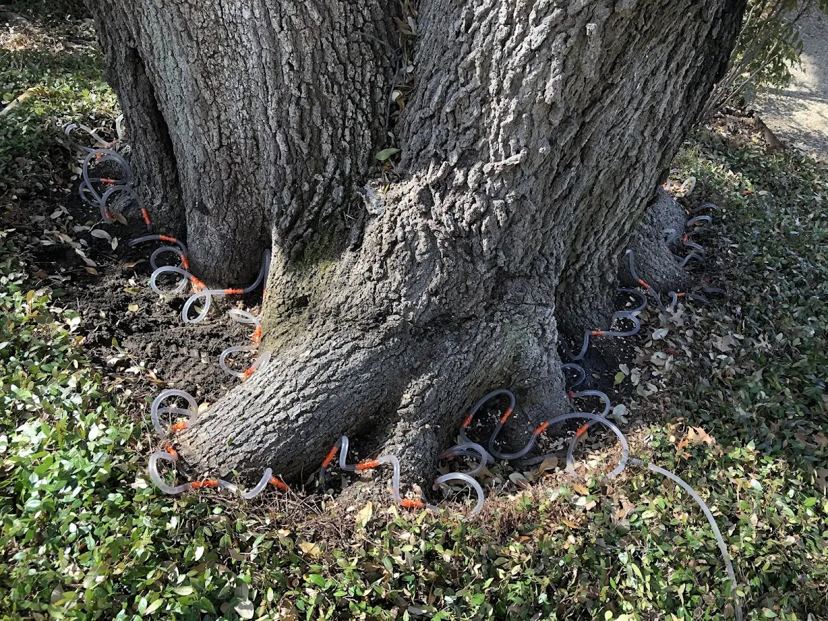 Detailed Tree Cabling and Bracing job site in Rogers City