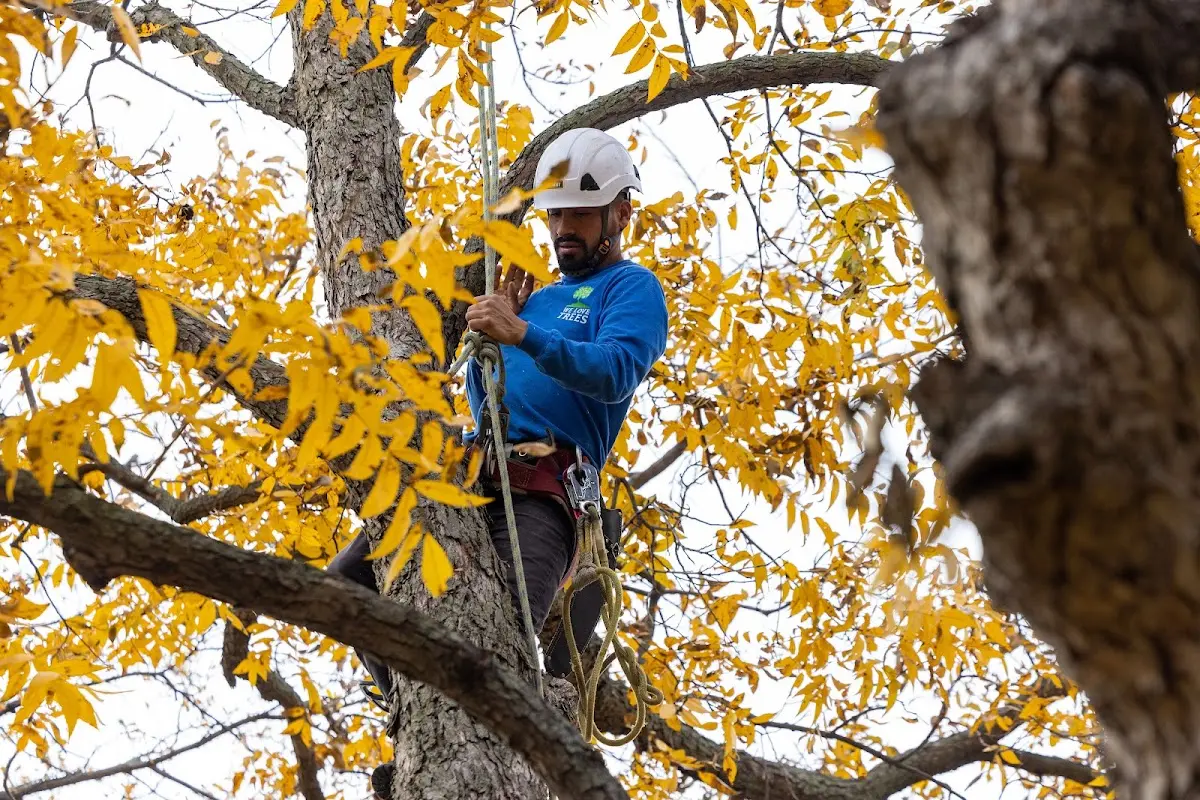 Skilled Tree Transplanting crew working in Rogers City